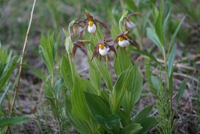 Cypripedium montanum, photographed by Spencer Quayle