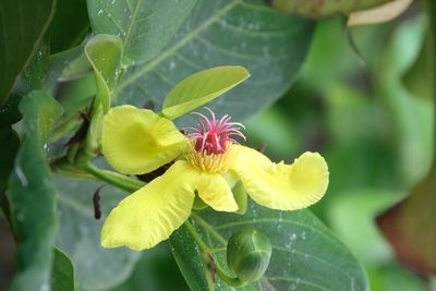 Dillenia alata, photographed by Kym Nicolson