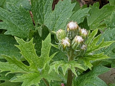 Cacaliopsis nardosmia, photographed by David Anderson