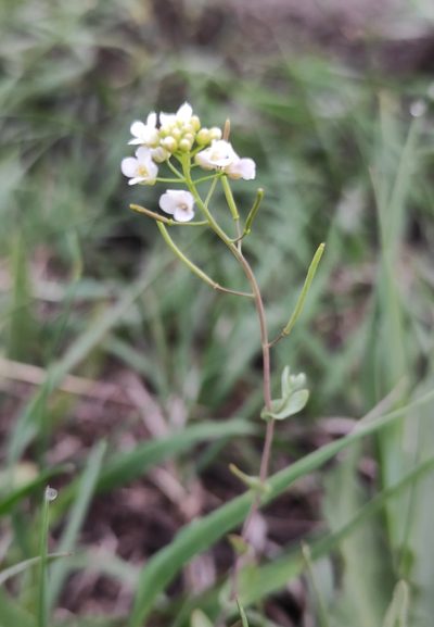 Eutrema salsugineum, photographed by Юлия