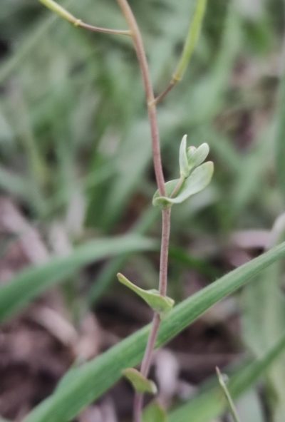 Eutrema salsugineum, photographed by Юлия