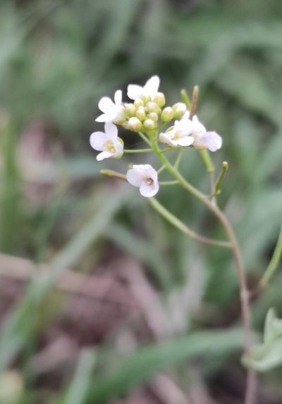 Eutrema salsugineum, photographed by Юлия