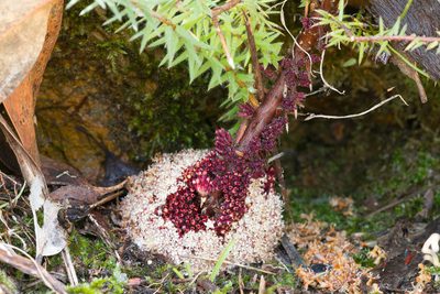 Acrotriche fasciculiflora, photographed by Kym Nicolson