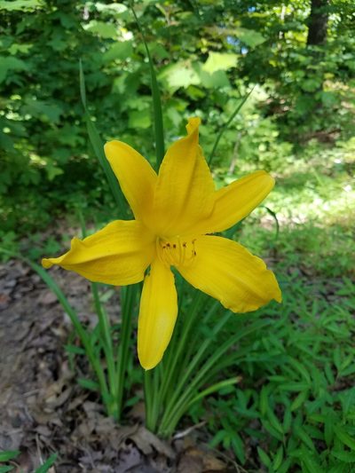 Hemerocallis lilioasphodelus, photographed by georgiangent