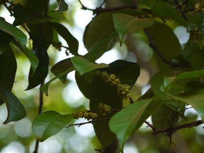 Diospyros sylvatica, photographed by Dinesh Valke