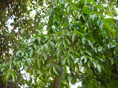 Diospyros sylvatica, photographed by Dinesh Valke