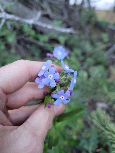 Hackelia nervosa, photographed by Mandy Hackney