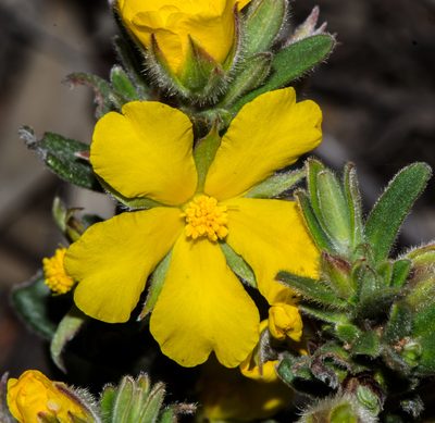 Hibbertia montana, photographed by T. Hammer