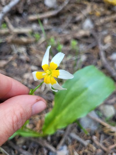Erythronium purpurascens, photographed by Mandy Hackney