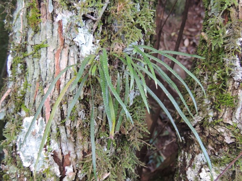 Campyloneurum austrobrasilianum, photographed by William G. Borges
