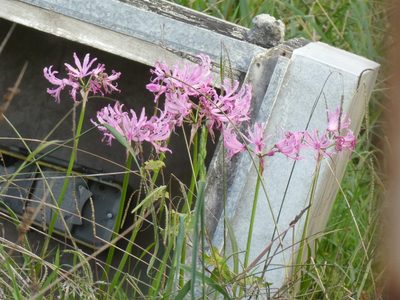 Nerine bowdenii, photographed by Doug Miller