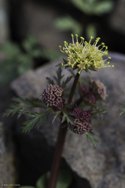 Sanicula saxatilis, photographed by Ken-ichi Ueda
