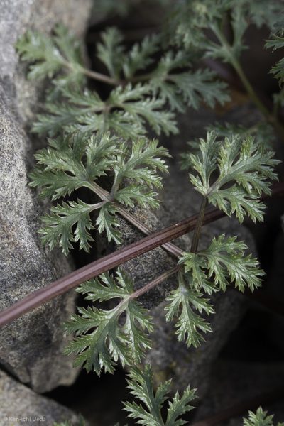 Sanicula saxatilis, photographed by Ken-ichi Ueda