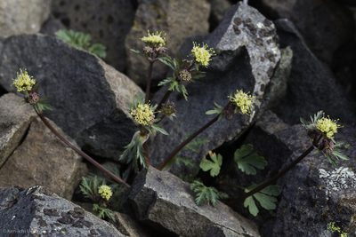 Sanicula saxatilis, photographed by Ken-ichi Ueda
