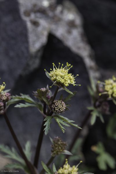 Sanicula saxatilis, photographed by Ken-ichi Ueda