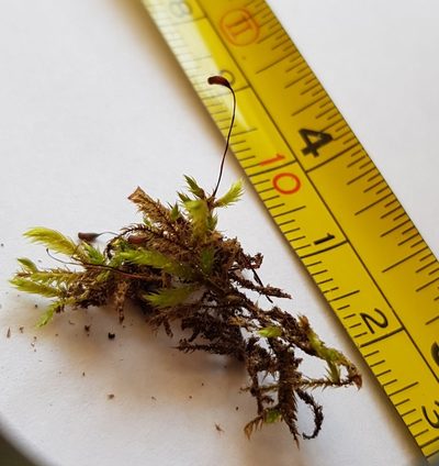 Sciuro-hypnum plumosum, photographed by Helen Waterman