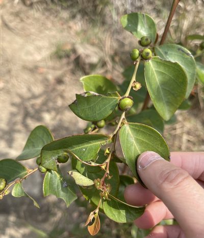 Breynia fruticosa, photographed by Yj