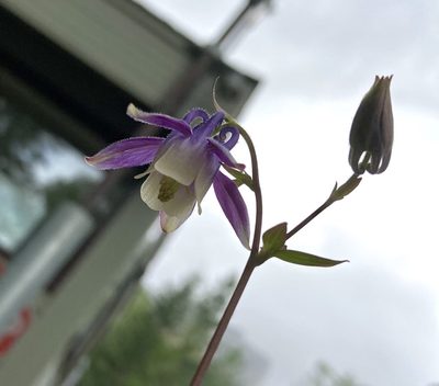 Aquilegia brevistyla, photographed by Caleb Catto