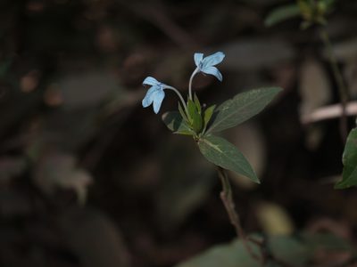 Ecbolium ligustrinum, photographed by Dinesh Valke
