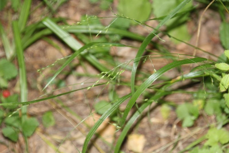 Festuca subverticillata, photographed by Ashwin Srinivasan