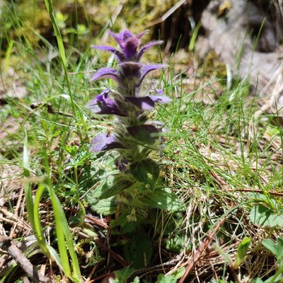 Ajuga pyramidalis, photographed by Quentin Groom