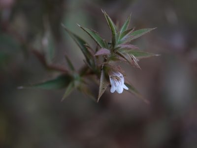 Lepidagathis cuspidata, photographed by Dinesh Valke