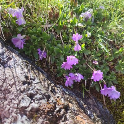 Primula integrifolia, photographed by Quentin Groom