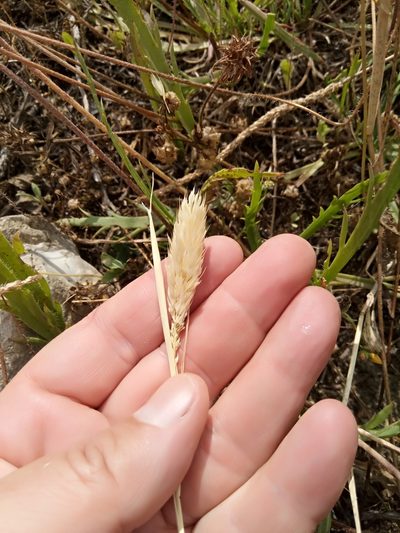 Phalaris paradoxa, photographed by Karim Haddad