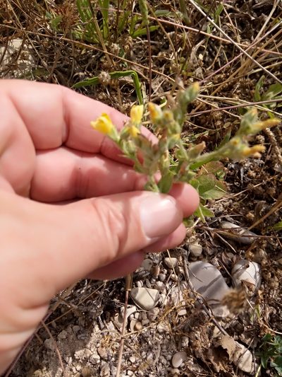 Hypericum pubescens, photographed by Karim Haddad