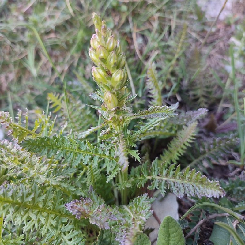 Pedicularis comosa, photographed by Quentin Groom