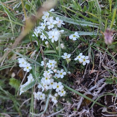 Androsace villosa, photographed by Quentin Groom