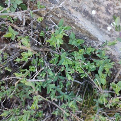 Lonicera pyrenaica, photographed by Quentin Groom