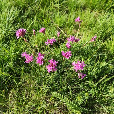 Viscaria alpina, photographed by Quentin Groom