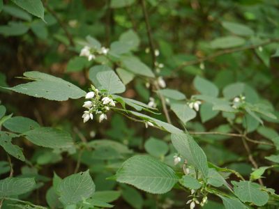 Strobilanthes heyneana, photographed by Dinesh Valke