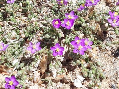 Spergularia purpurea, photographed by Rafael Medina