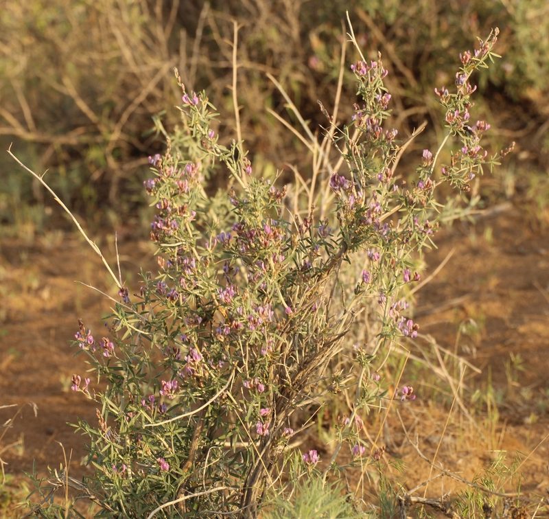 Astragalus brachypus, photographed by Andrew Bazdyrev