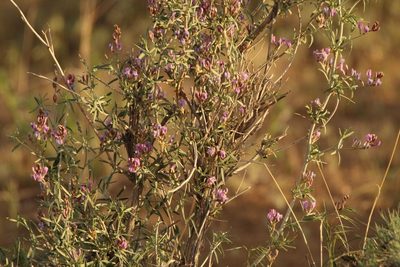 Astragalus brachypus, photographed by Andrew Bazdyrev