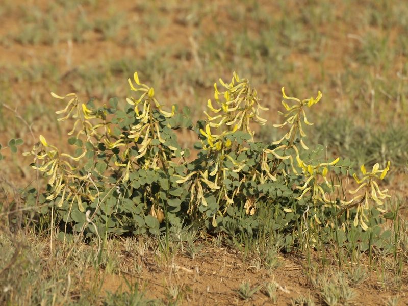 Astragalus flexus, photographed by Andrew Bazdyrev