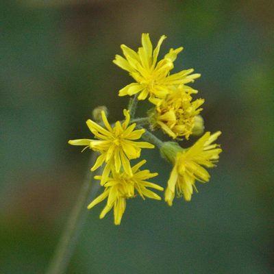Crepis praemorsa, photographed by Иван Шихалев