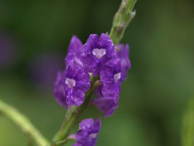 Stachytarpheta frantzii, photographed by Lena Struwe