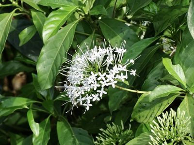 Pavetta hongkongensis, photographed by Toby Y