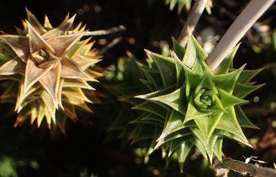 Astroloba foliolosa, photographed by Nicola van Berkel