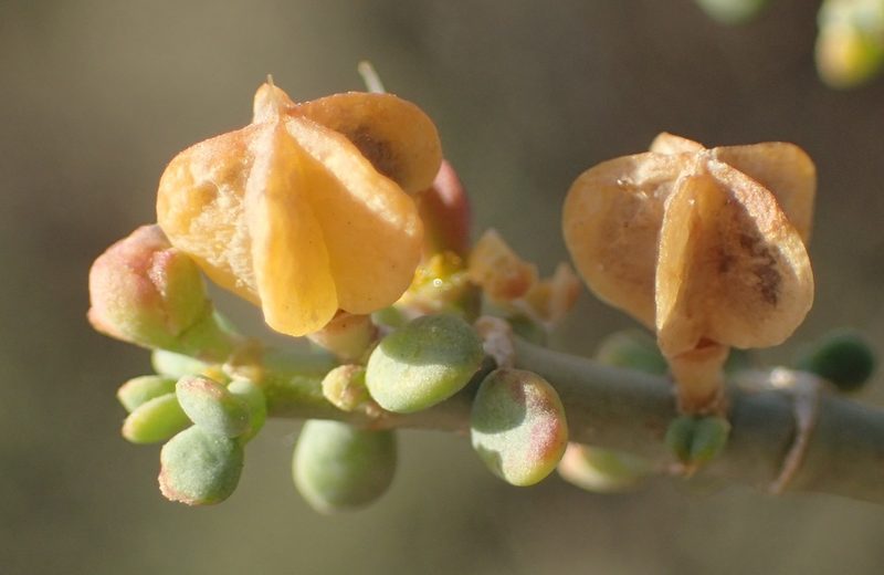 Zygophyllum chrysopteron, photographed by Nicola van Berkel