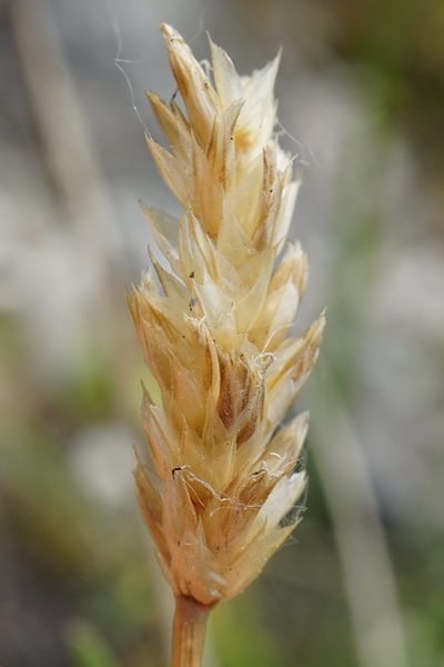 Sesleria sadleriana, photographed by Patrick Hacker