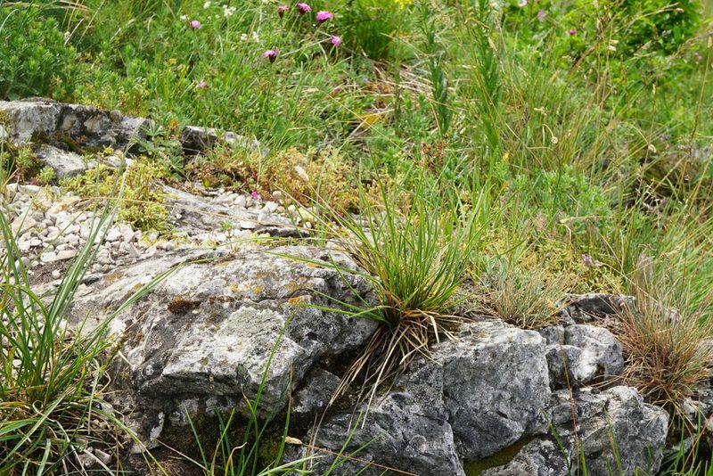 Sesleria sadleriana, photographed by Patrick Hacker