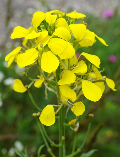 Erysimum odoratum, photographed by Patrick Hacker