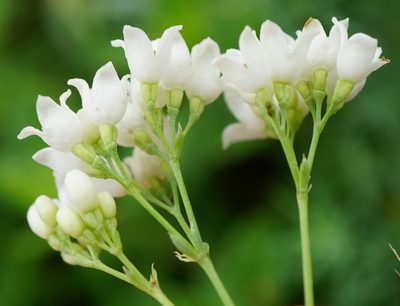 Galium glaucum, photographed by Patrick Hacker