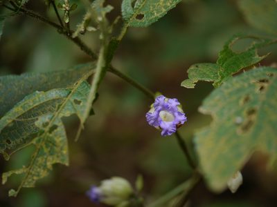 Strobilanthes heyneana, photographed by Dinesh Valke
