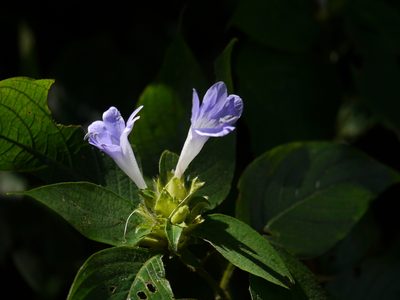 Barleria terminalis, photographed by Dinesh Valke