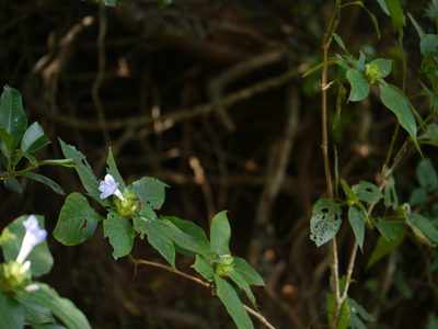 Barleria terminalis, photographed by Dinesh Valke